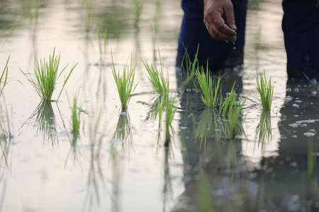 Farmer rice planting on water