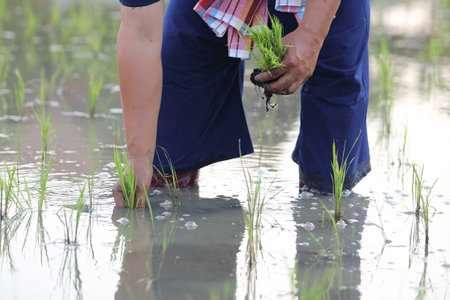 Farmer rice planting on waterの写真素材