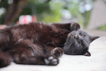 Black cat sleep at outdoor backgroundの写真素材