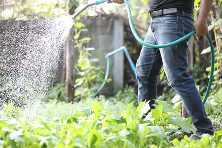 Male legs with watering plants in home gardenの写真素材