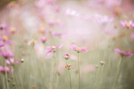 beautiful pink cosmos flowers in close upの写真素材