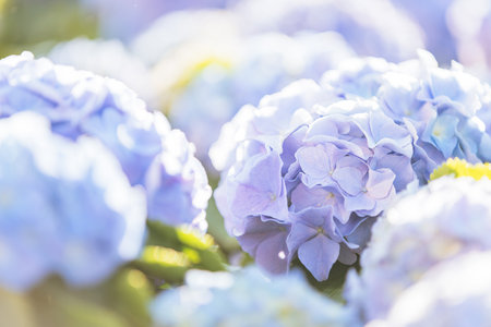 Hydrangea flower in close up with sunlightの写真素材