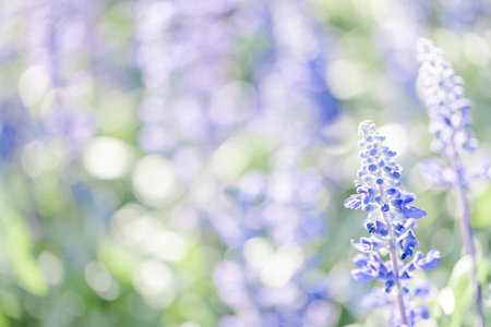 close up of lavender flowers in pastel blue colorの写真素材