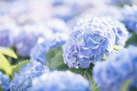 Hydrangea flower in close up with sunlight