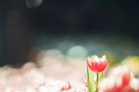 Red white Tulip flower in close up