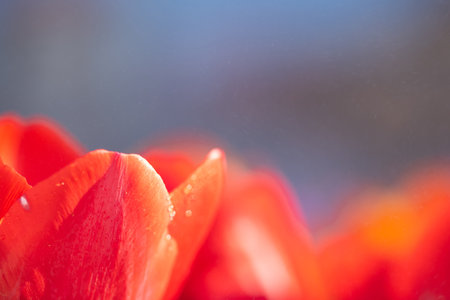 Red Tulip flower in close up with raindropの写真素材