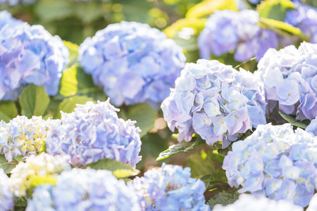 Hydrangea flower in close up with sunlight