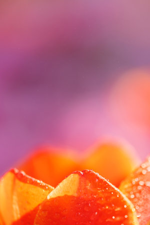 Orange Tulip flower in close up with raindropの写真素材