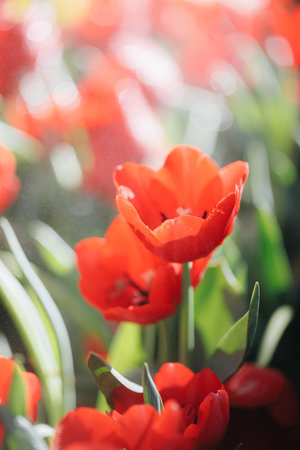 Red Tulip flower in close upの写真素材