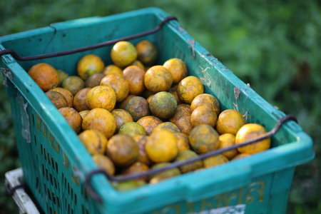 Orange in basket on glass backgroundの写真素材