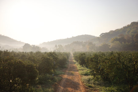 Orange Garden in sunrise backgoundの写真素材