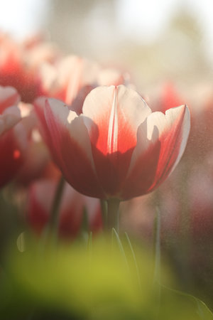Red white Tulip flower in close upの写真素材