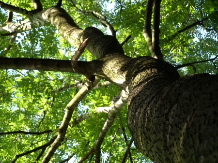 summer green tree from the bottom view       