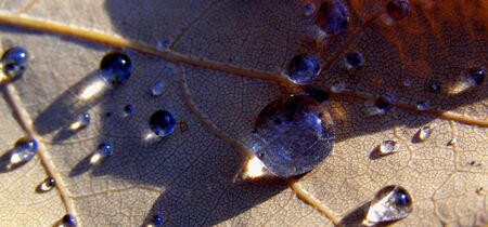 macro photography of drops on oak leaf の写真素材
