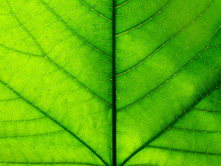 macro photography of leaf texture