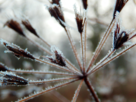 frozen dry flower