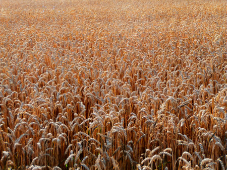 detail colorful photo of dry grain field