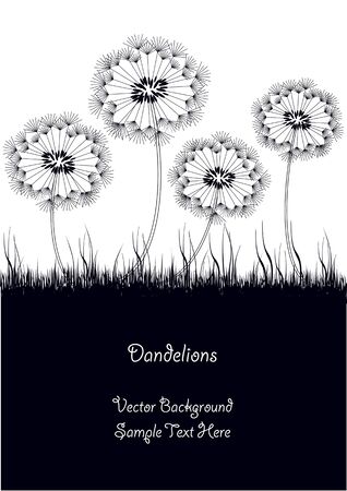 black and white vector dandelionsのイラスト素材