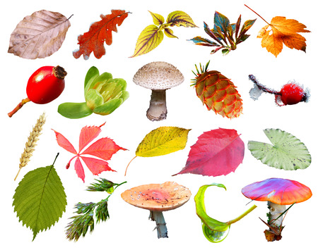 set of leaves and berries isolated on white background