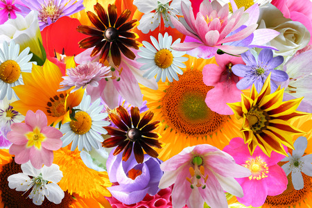 colorful flowers background
