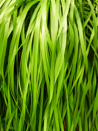 macro photography of fesh green grass