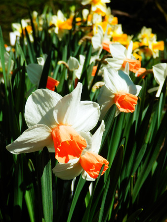 detail photography of blooming daffodilsの写真素材