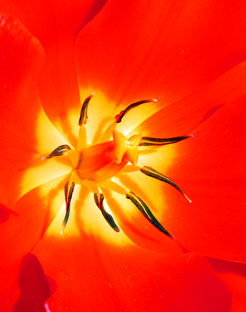 macro photography of red tulip bloom