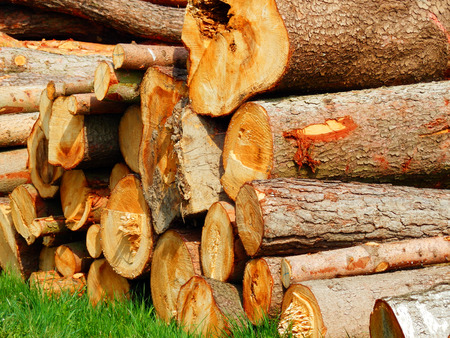 wooden logs detail