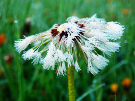 fluffy dandelion after rainの写真素材