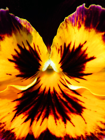pansy flower detailの写真素材
