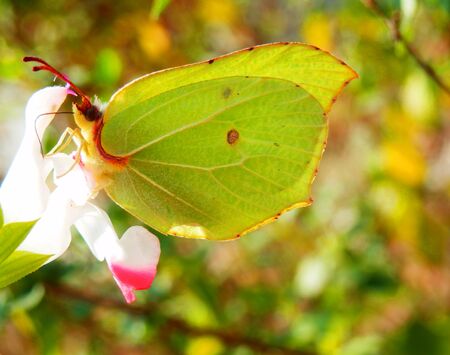 macro photography of butterfly on flowerの写真素材