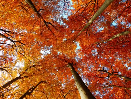 autumanl beech trees from the bottom viewの写真素材