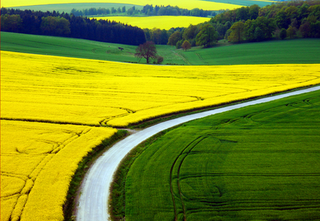 color photo of beautiful country with blooming rape plants and green marshesの写真素材