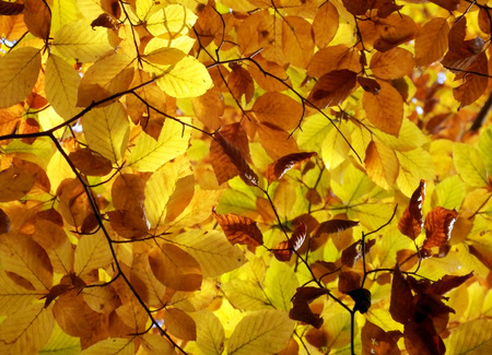 autumnal beech leafs detail