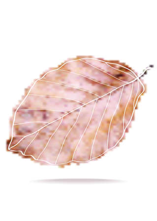 abstract vector illustration of autumnal beech leaf isolated on white backgoundのイラスト素材