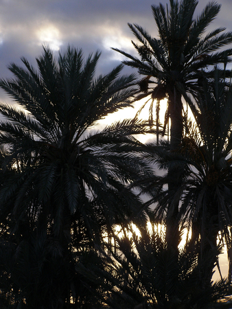 Color detail of palms silhouettes in sunrise. Tropical palms and cloudy skies by sunrise. Natural early morning photography.の写真素材