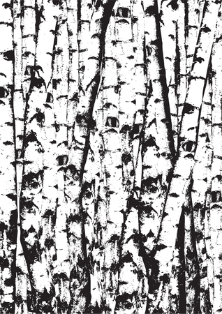 Realistic vector birch trees illustration. Black and white birch trees. Black and white birch tree trunks.のイラスト素材