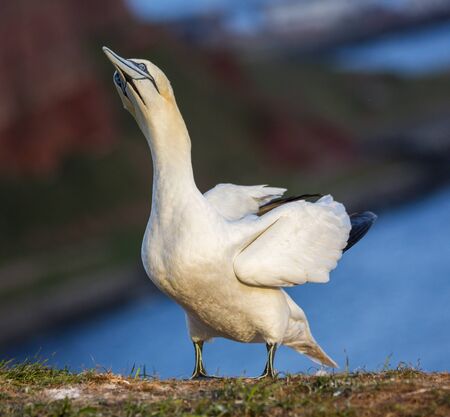 The northern gannet on the island of Helgolandの写真素材