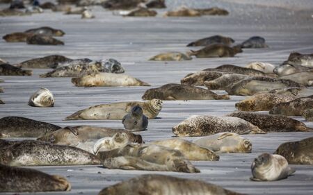 Seals on the german island of Helgoland
