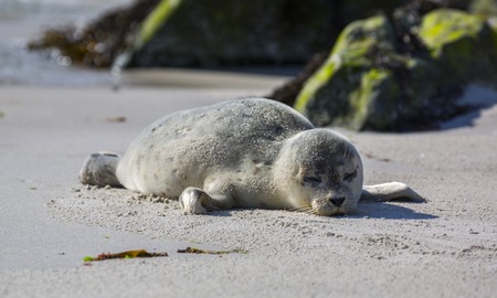Baby seal on the german island of Helgoland