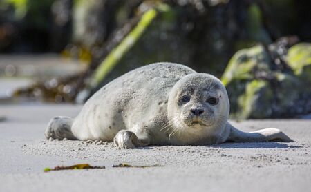 Baby seal on the german island of Helgolandの写真素材