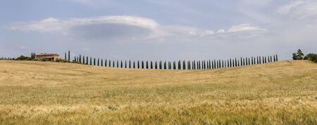 Yellow field in Tuscany reagion, Italyの写真素材