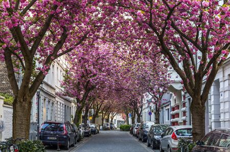 BONN, GERMANY - APRIL 21, 2018: Breitestrasse or Cherry Blossom Avenueのeditorial素材