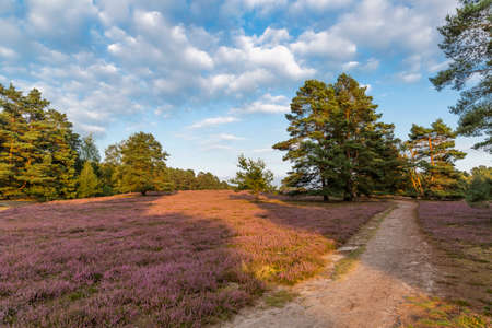 Heather fields on the Misselhorn Heath, Suedheide Nature Park, Germanyの写真素材