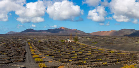 Panorama of volcanic vineyards and Timanfaya National Park, Spainの写真素材