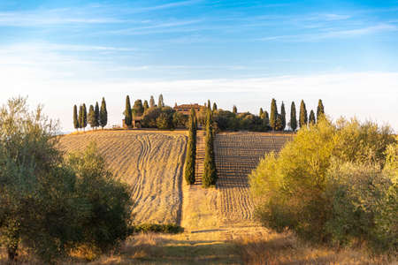 Tuscan landscape with cypress trees, famous from the movie Gladiatorの写真素材