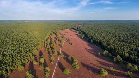 Aerial view of heather fields on the Misselhorn Heath, Sudheide Nature Park, Lower Saxony, Germanyの写真素材