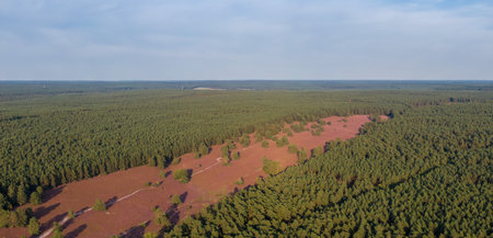 Aerial view of heather fields on the Misselhorn Heath, Sudheide Nature Park, Lower Saxony, Germany