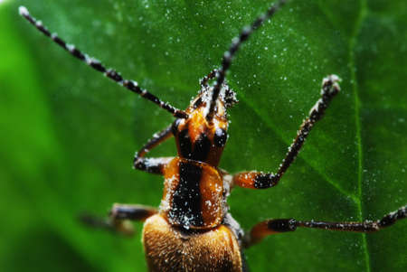 Light bug on a leaf. の写真素材