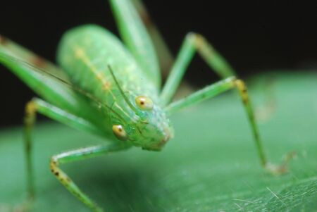 Closeup of an insect on a leaf. の写真素材